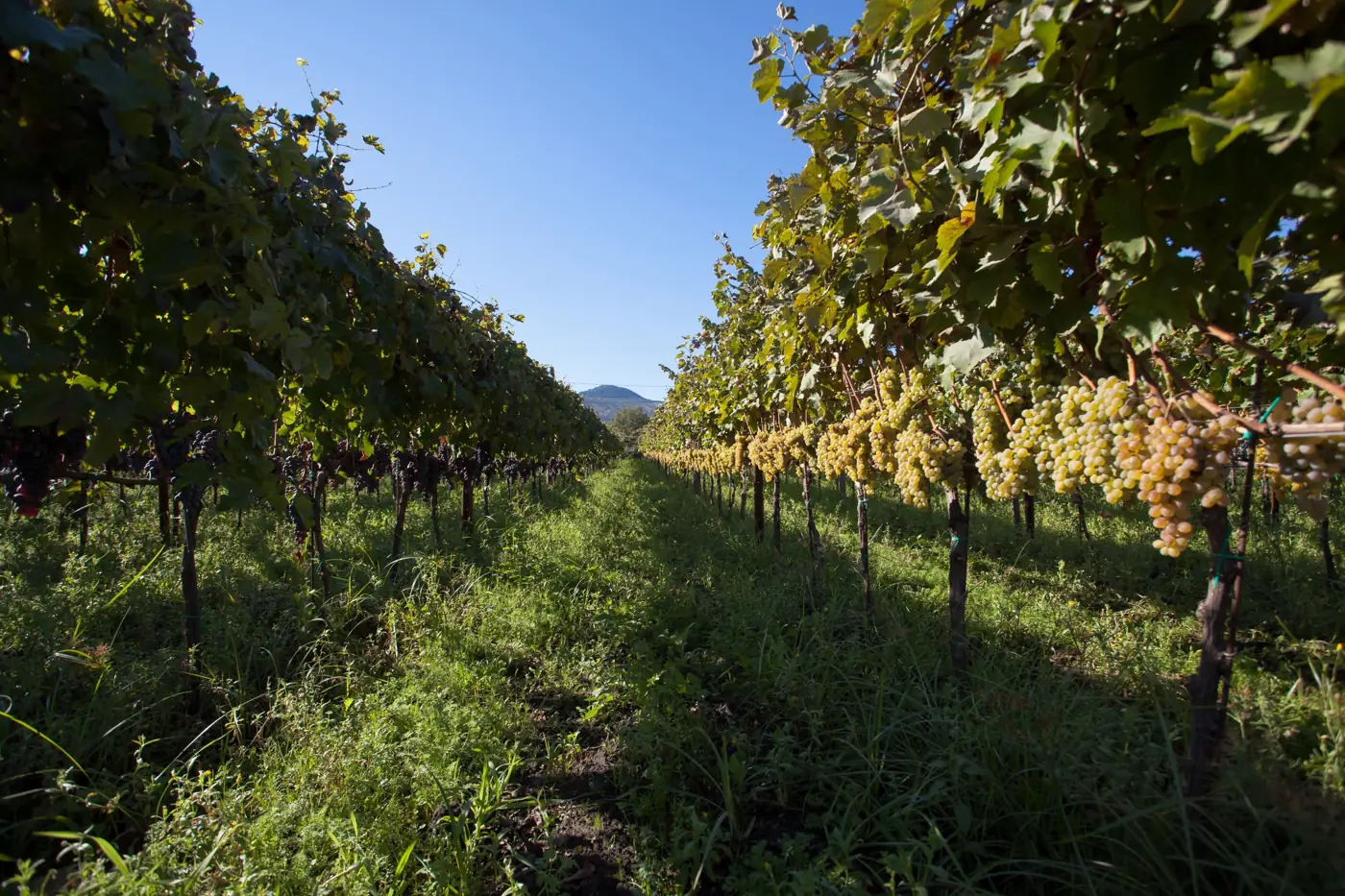 El terreno volcánico de los vinos Etna DOC