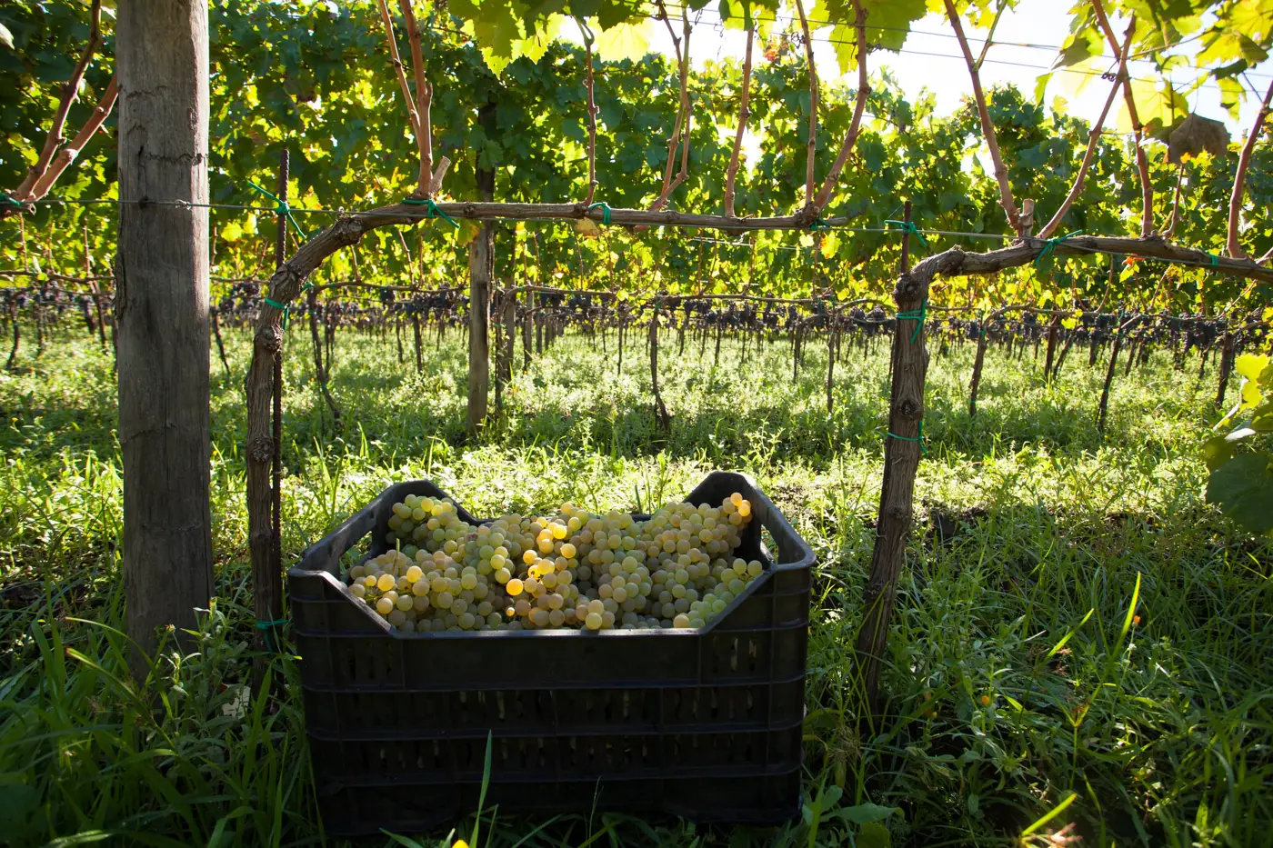 Vino Etna DOC: cómo trabajamos
