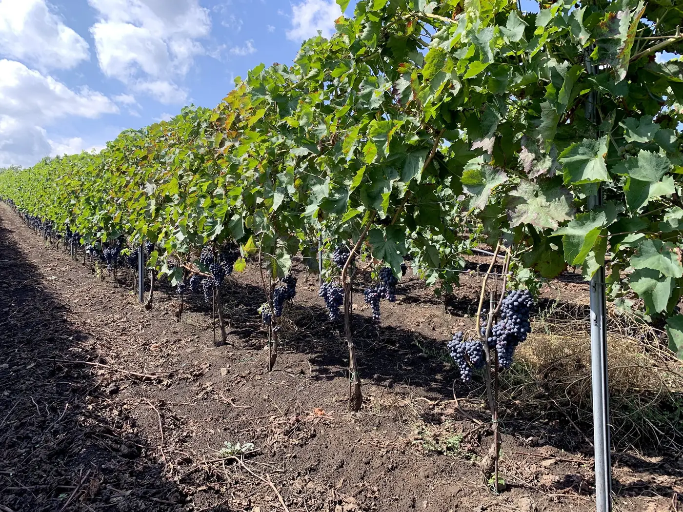 La empresa vinícola Emilio Sciacca Etna Wine