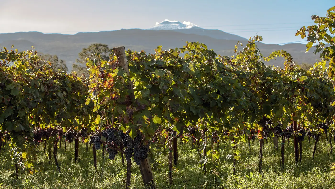 El Terroir del Etna, una resonancia internacional.