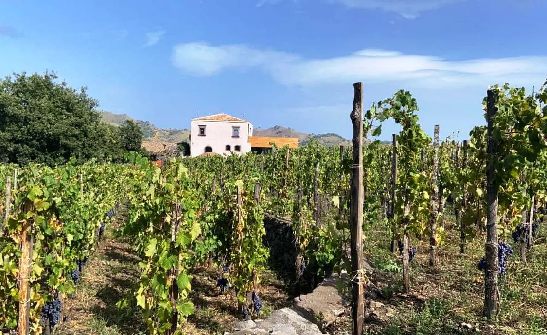Cooking class sull’Etna con wine Masterclass