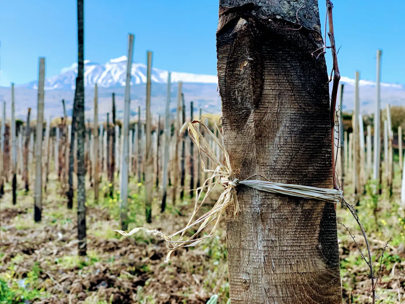 Vigneto Emilio Sciacca Etna Wine