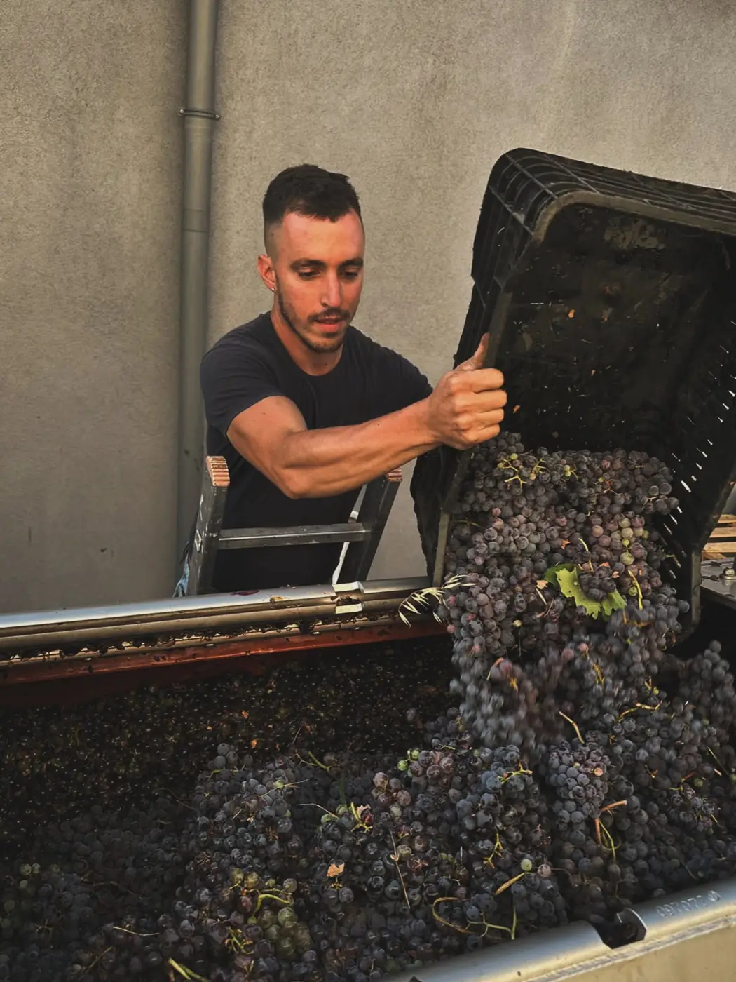 Etna Harvest 2026: Our Celebration Among the Vines of Contrada Martinella