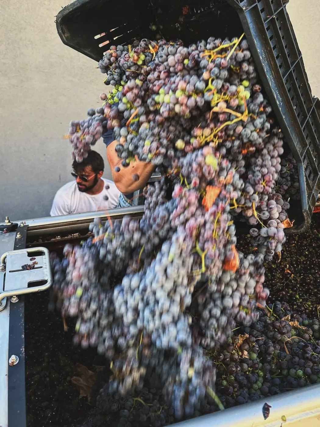 Grappoli di uva nera in caduta nella diraspatrice, vendemmia 2026 a Linguaglossa